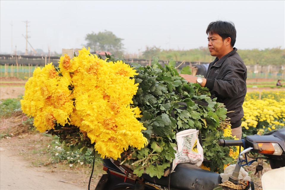 Thời điểm này, các hộ trồng hoa cúc đang khẩn trương thu hoạch để cung cấp đủ hoa cho thị trường các tỉnh miền Bắc.