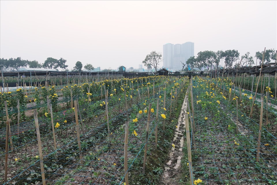 Một số luống trồng cúc đã được chủ hộ thu hoạch xong và chuẩn bị cho một vụ hoa mới.