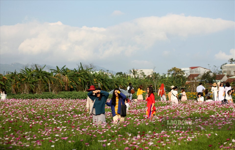 Nằm cách TP.Quy Nhơn (Bình Định) khoảng chừng 25km, những ngày này, cánh đồng hoa của gia đình chị Miền đang vào độ khoe sắc.