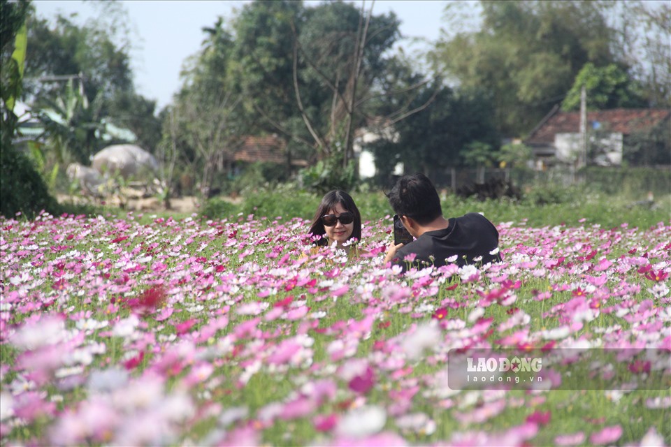 Ngoài ra, chị còn dành 2 khu để trồng hoa Sao Nhái rộng khoảng 2.000m2, hoa hướng dương rộng khoảng 1.000 m2.