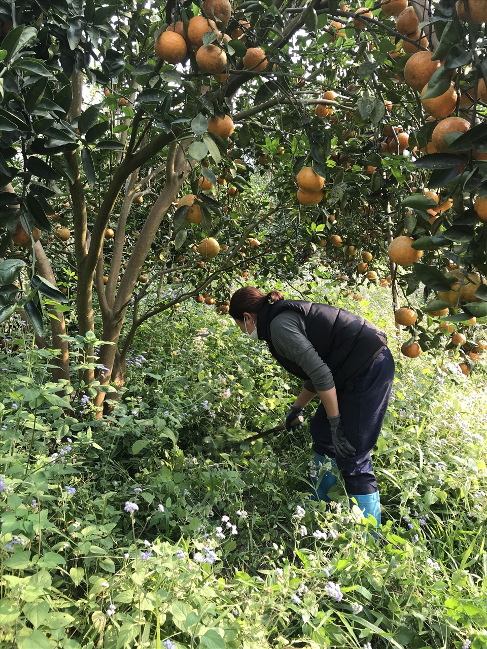 Người dân chăm sóc vườn cam. Ảnh Hoàng Phương