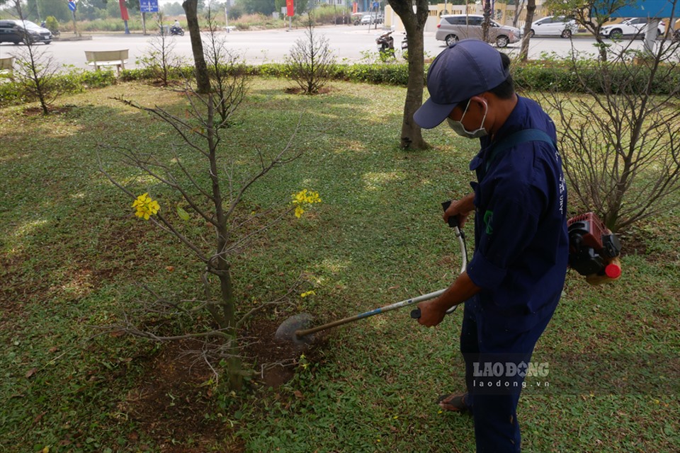 Một công nhân cho biết, sau khi hoàn thiện xong, họ sẽ thường xuyên tưới nước để đảm bảo hoa mai luôn tươi tốt.