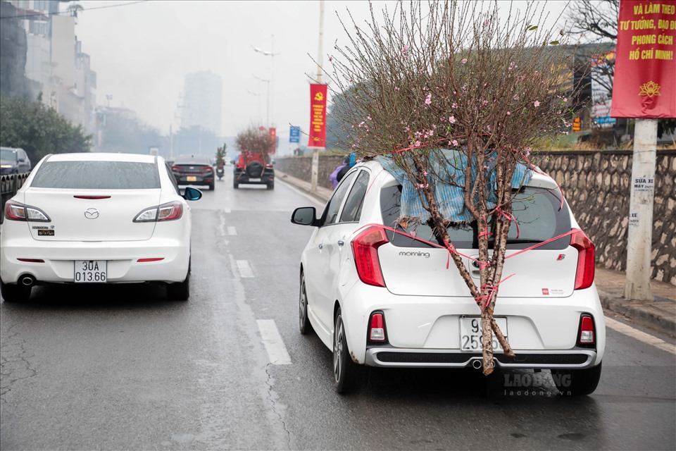 Khắp các tuyến đường tại Hà Nội những ngày này, hình ảnh xe cộ vận chuyển đào, mai, các loại bonsai chơi Tết trở nên vô cùng phổ biến.