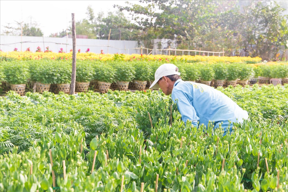 Chỉ còn hai tuần nữa là đến tết nguyên đán 2021, các chậu hoa tươi tắn với màu sắc rực rỡ đã sẵn sàng phục vụ khách hàng.