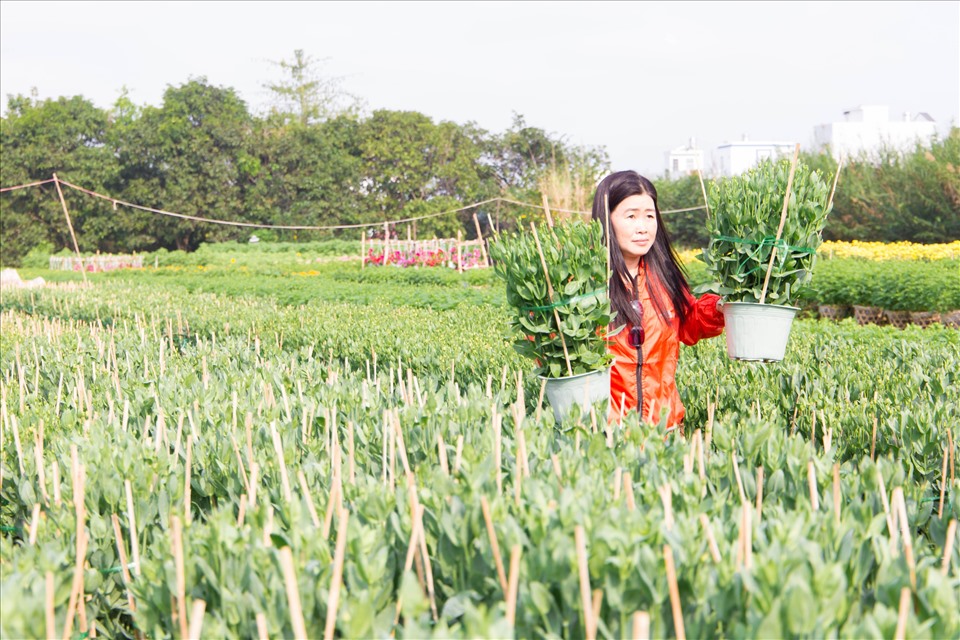 “Vì số lượng hoa trồng ít hơn hẳn năm trước nên giá thành có tăng chút đỉnh. Tôi chọn những giống hoa thông dụng và bắt mắt như: hoa cát tường, hướng dương dáng cây thấp, hoa vạn thọ loại hoa to.” chị Trang Thị Thanh Thúy đến từ Bạc Liêu mua hoa tại làng hoa Bà Bộ chia nói.