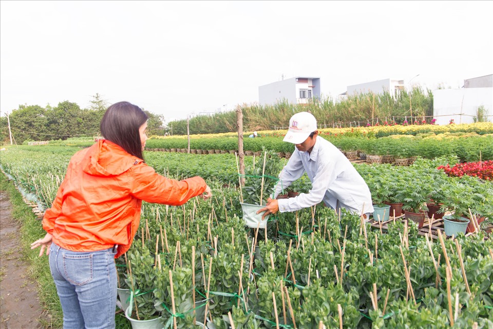 Chủ các vườn hoa luôn cập nhật và thử nghiệm những giống hoa mới giúp tăng chủng loại hoa cũng như thu hút khách hàng đến với làng hoa Bà Bộ.