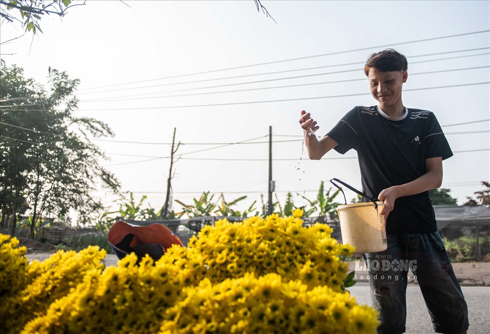 Đối với những người dân Tây Tựu, vụ hoa Tết là vụ hoa lớn nhất năm. Có những năm, nhiều người nông dân phải chịu lỗ vốn đầu tư rất nhiều vì hoa ế ẩm. Năm nay, nhiều người dân phấn khời vì “trời thương“.