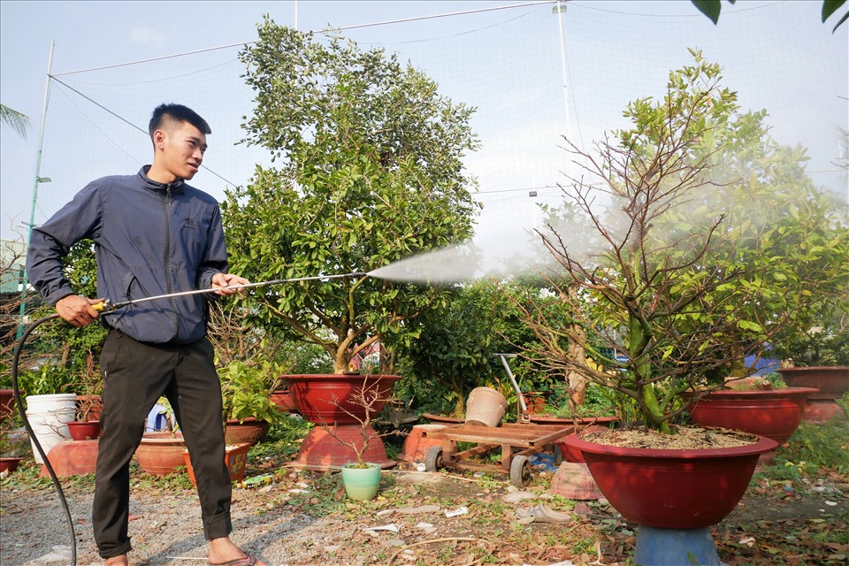 Tại vườn anh Triều có khoảng hơn 1000 gốc mai nên thuê khoảng 25 người để tỉa lá trong khoảng 10 ngày.