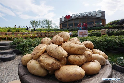 Độc tố có trong mầm của khoai tây cao gấp 50 lần khoai tây bình thường (ảnh: Xinhua)