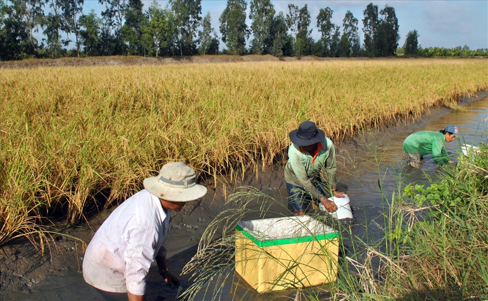 Thu hoạch tôm càng xanh toàn đực trên đất lúa tôm tại Bạc Liêu (ảnh Nhật Hồ)