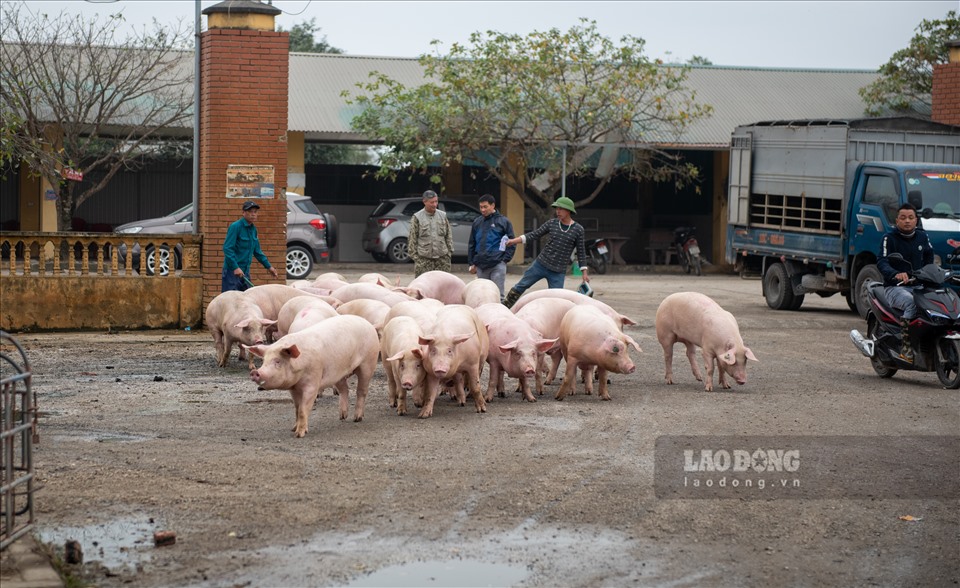 Phiên chợ thường diễn ra từ 6 giờ sáng, thế nhưng phải đến 8-9 giờ chợ mới đông, náo nhiệt. Khi đó các thương lái mới dần vận chuyển hết những con lợn thịt về đây.