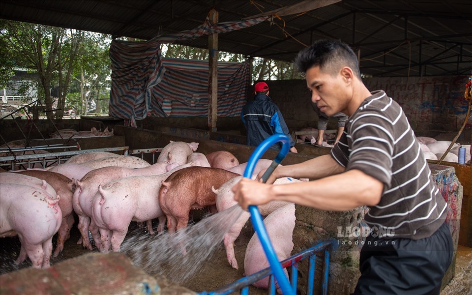 Anh Chung, một người nuôi lợn ở chợ cho biết, anh vận chuyện lợn về đây bán đã 5 năm nay, “đợt trước khu này ảm đạm lắm, do dịch tả lợn Châu Phi, thế nhưng thời gian gần đây tình hình cũng bắt đầu ổn hơn, dân buôn chúng tôi cũng bớt ế ẩm“.