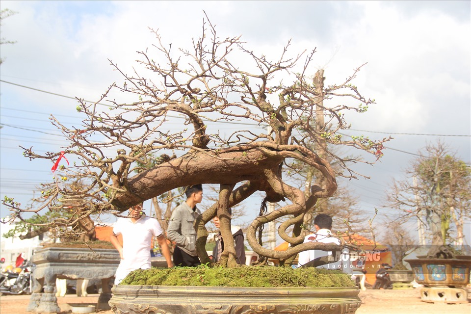 Ở nội dung thi tác phẩm gồm 4 phần thi gồm: thi mai mini, mai Bonsai, mai dáng long và mai đại. Ở nội dung thi tay nghề bao gồm 2 phần thi: uống mai dáng long truyền thống và tạo dáng mai bonsai.