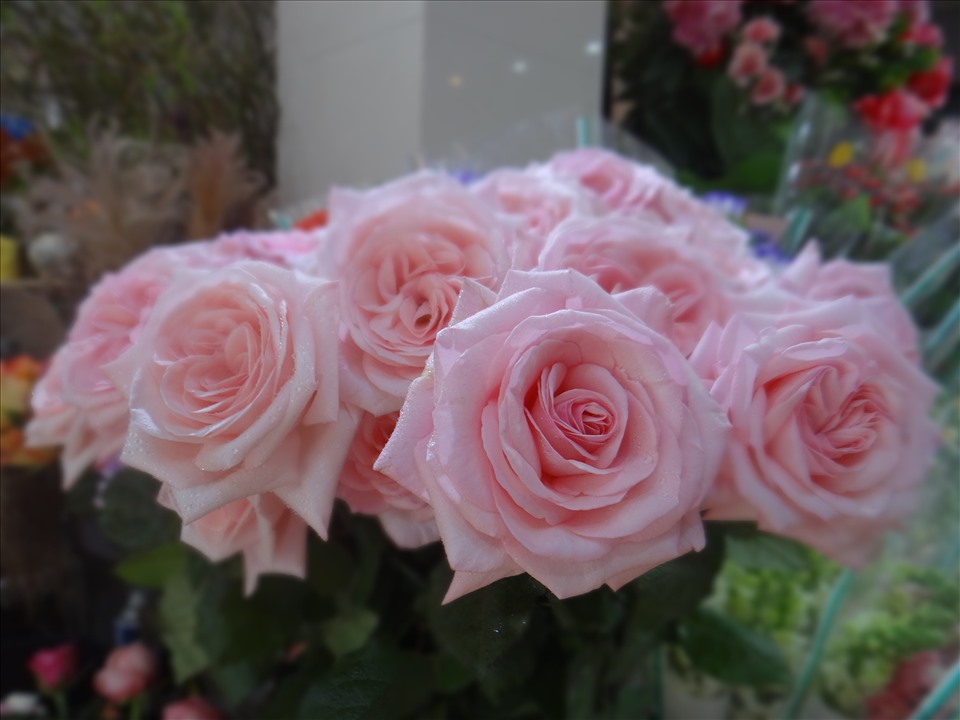 Cuối cùng là “vua” của các loài hoa, hoa hồng dòng ohara với giá 30 đến 50 ngàn/cành. Chúng có màu sắc riêng, nổi bật, dù không mới nhưng luôn cuốn hút. Thời gian chơi của Hồng Ohara khoảng 1 tuần.