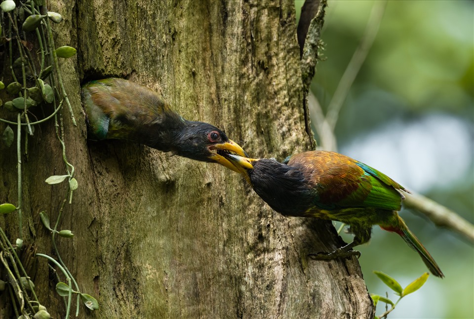 Chim Thầy chùa lớn (Great barbet) ở Vườn Quốc gia Ba Vì. Ảnh: Melia Ba Vì Mountain Retreat cung cấp