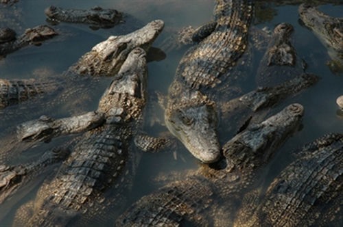 Cá sấu nuôi nhiều ở Bạc Liêu, Cà Mau (ảnh Nhật Hồ)