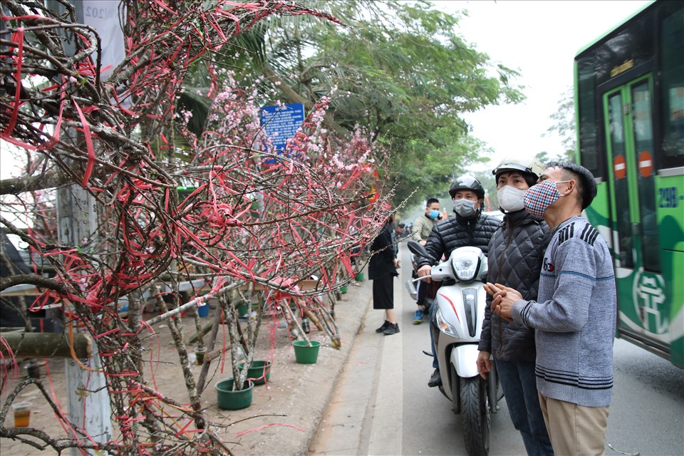 Anh Hoàng Văn Lê cho biết, vài năm trở lại đây, loại Sơn La được người dân ưa chuộng vì mang vẻ đẹp hoang sơ, hoa nở lâu.
