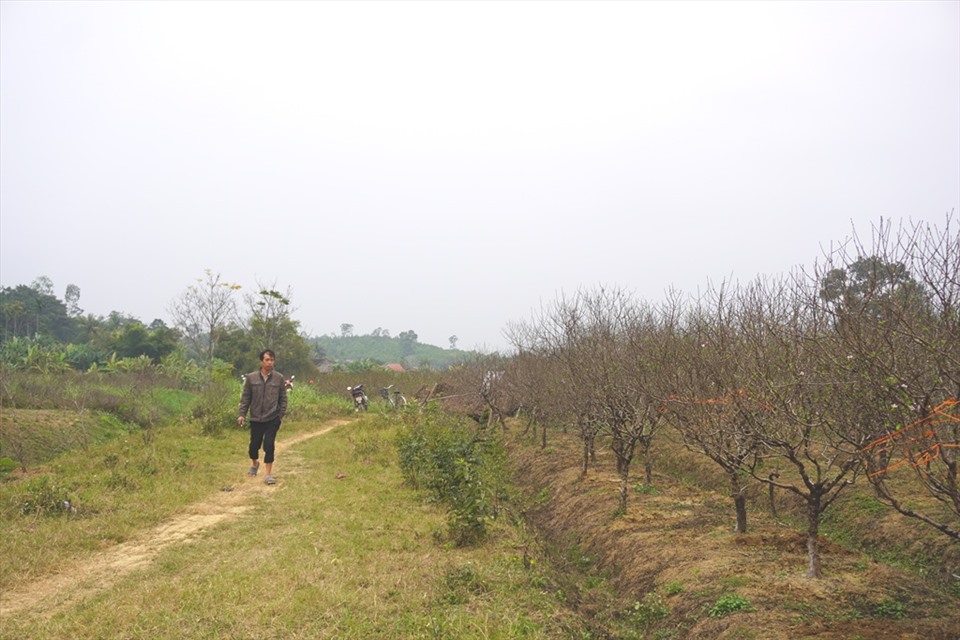 Những ngày cận Tết Nguyên đán Tân Sửu 2021, tại hầu hết các thôn của xã Xuân Du, huyện Như Thanh, các vườn đào phai đã chúm chím bung nở, người tập trung ra đồng cắt tỉa
