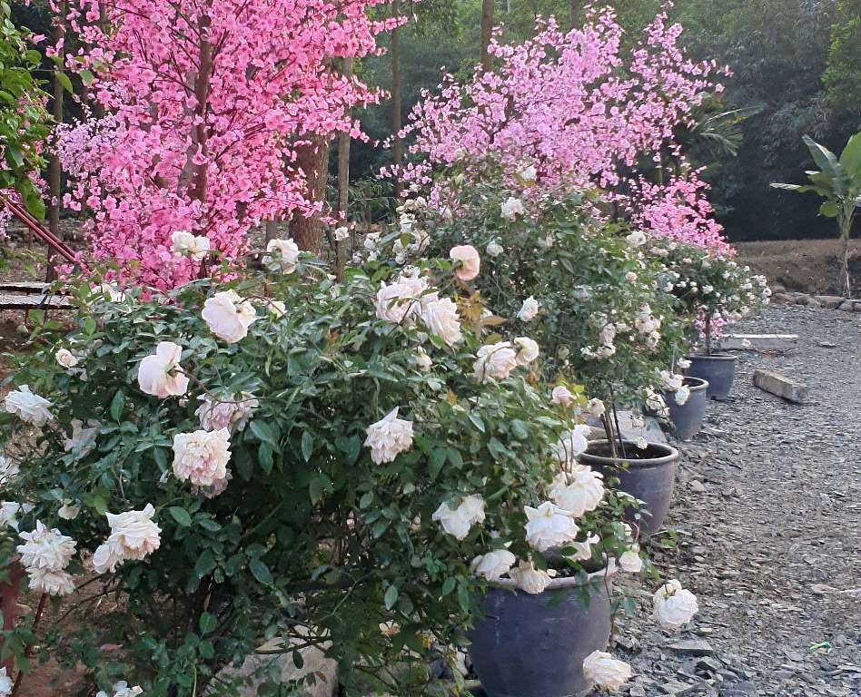Khoảng 300 gốc hoa hồng với đủ màu sắc, chủng loại được chủ vườn mang về đây, xếp kín các lối đi. Ảnh: Quách Du