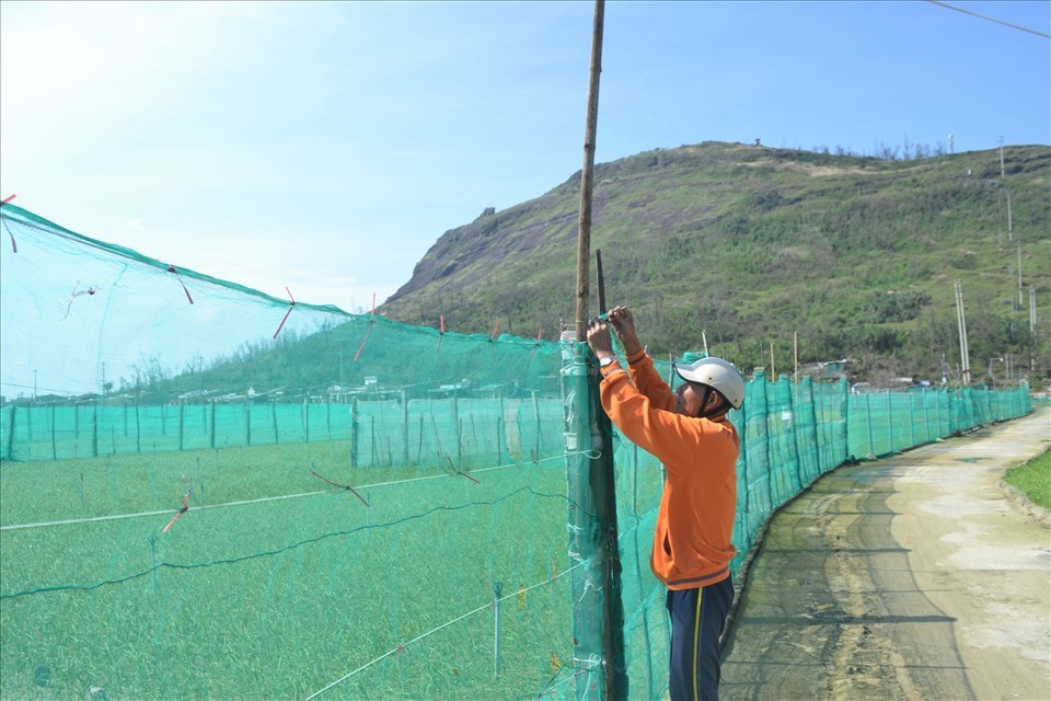 Ông Nguyễn Xuân Thành, nông dân huyện Lý Sơn, cho hay sau khi xuống giống vụ tỏi hầu hết bà con đều rào lưới. Bởi mùa này gió cấp 7, cấp 8 hoặc là cấp 9, nếu không rào lưới là gió thổi và mang theo nước mặn vào là tỏi hư hết.