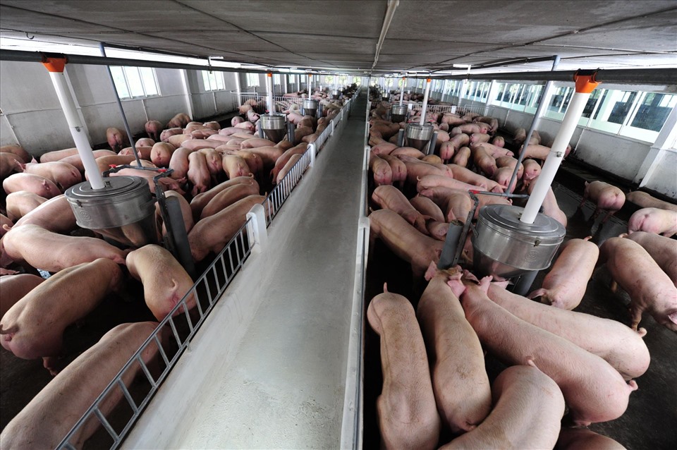 Để tăng nguồn cung thực phẩm, mỗi ngày Công ty C.P bán ra thị trường khoảng 1.700 con lợn. Ảnh: Duy Linh