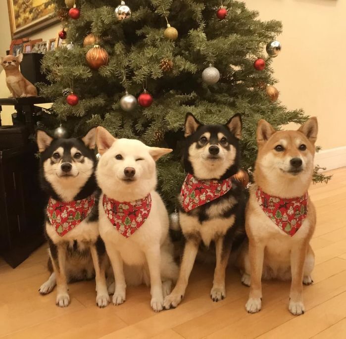 Yoko Kikuchi (một cô gái người Nhật dạy yoga tại Hong Kong) hiện đang nuôi  4 chú chó giống Shiba Inu có tên là Kikko, Sasha, Momo và Hina. Cô thường xuyên chụp hình 4 chú chó của mình và đăng tải lên cá ctrang mạng xã hội. Đáng chú ý, trong những bức hình này, Hina - chú chó màu trắng luôn tạo dáng khác biệt với 3 chú chó còn lại. Ảnh: Instagram yokokikuchi_ks