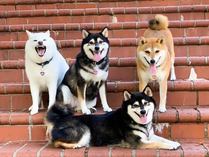 Tận hưởng niềm vui hình ảnh 4 chú chó với những bức hình 4k đẹp nhất
