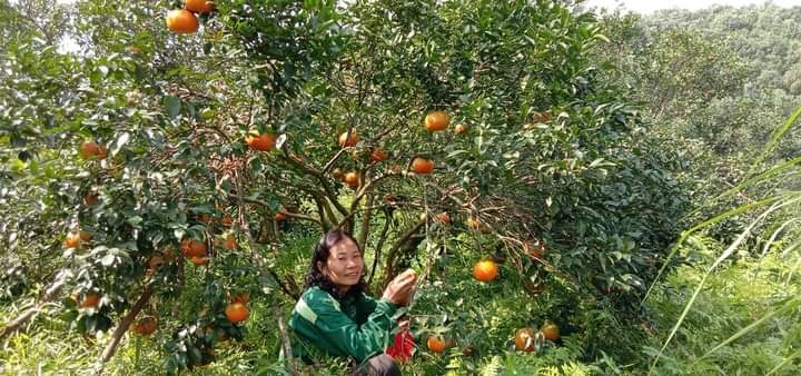Vườn cam bù rộng 5.3ha của chị Trần Thị Thu Hiền ở thôn 8, xã Sơn Trường năm nay cho quả đẹp nhất nhì xã, thương lái tìm đến mua tận vườn với giá dao động từ 30.000 – 35.000 đồng/kg. Ảnh: T.T