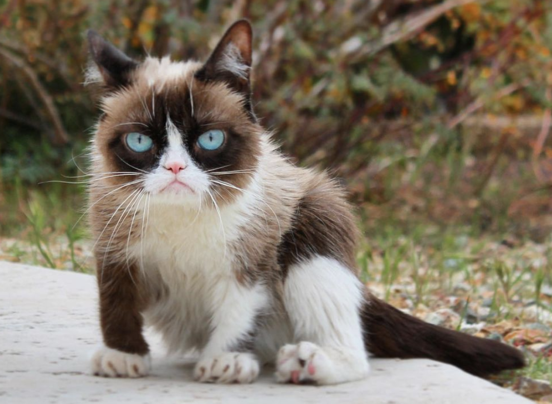 Tài khoản Instagram này thu hút hàng ngàn người theo dõi nhờ vào những bức ảnh mèo xanh đáng yêu và lạ mắt. Hãy ghé thăm ngay để cập nhật thêm nhiều bức ảnh mới của mèo xanh, đặc biệt là những con mèo xanh kute nhất.