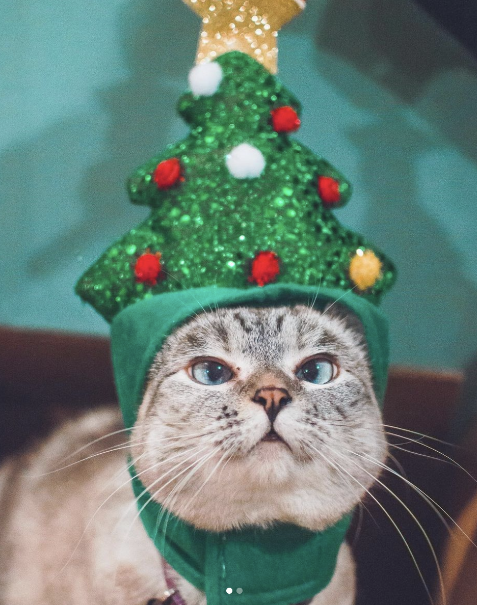 Tài khoản Instagram của mèo giáng sinh sẽ khiến bạn chìm đắm trong không gian đáng yêu và dễ thương của loài mèo. Những bức ảnh sống động và tinh tế sẽ mang đến cho bạn nhiều cảm xúc khác nhau trong mùa lễ hội này.