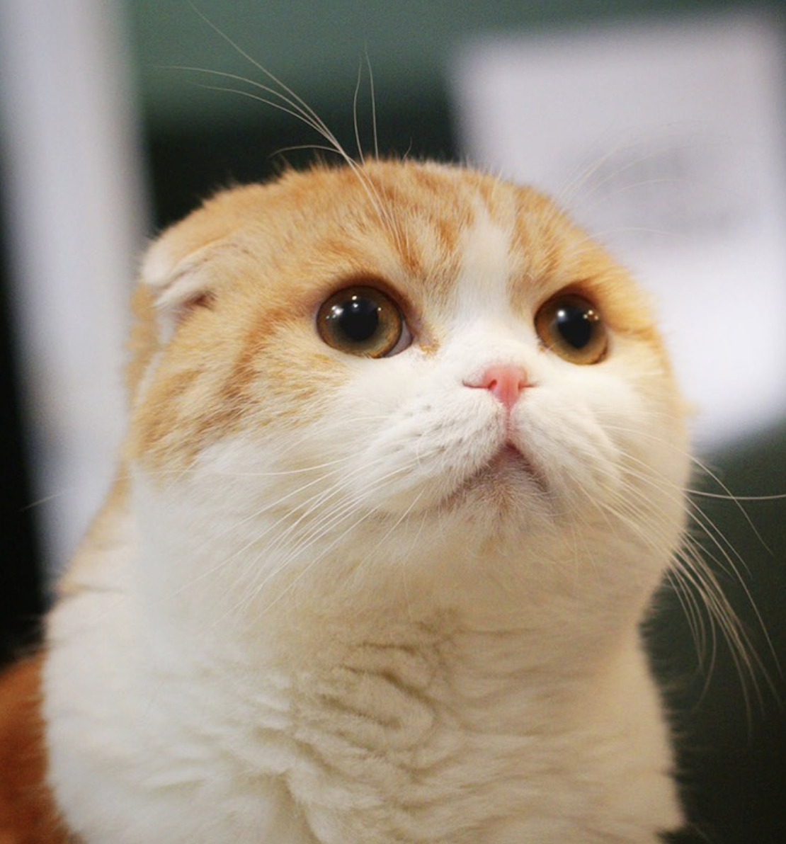 4. Waffles the cat: Chú mèo này có 913 nghìn người theo dõi trên Instagram. Waffles the cat sở hữu đôi mắt to tròn, đôi tai bé xíu. Ảnh: waffles_the_cat