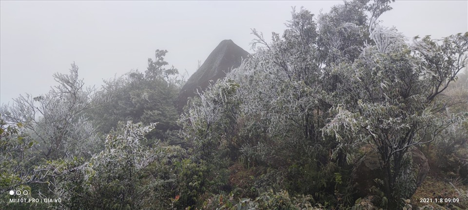 Băng tuyết phủ kín cây cối trên đỉnh núi cao thuộc dãy Cao Ly (huyện Bình Liêu, Quảng Ninh). Ảnh: CTV Lý Cường