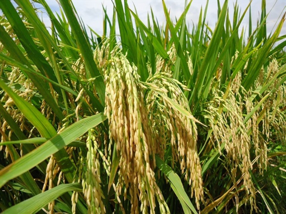 Việt Nam nghiên cứu các giống lúa chất lượng cao phục vụ nhu cầu tiêu dùng và xuất khẩu. Ảnh: NNVN
