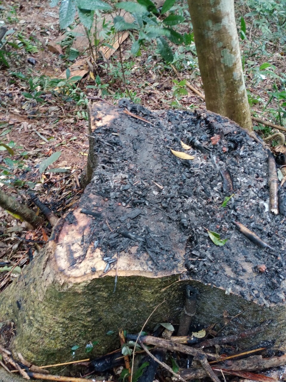 Lâm tặc phủ mùn cưa cháy lên gốc cây lớn bị đốn hạ. Ảnh TT