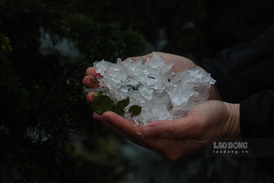 “Tôi sinh sống ở Lào Cai nên cũng đã thấy băng giá một vài lần, nhưng năm nay có vẻ nhiều hơn. Đối với khách du lịch thì cảm thấy thích thú vì lạ, còn đối với người dân bản địa, đặc biệt là người nông dân thì băng giá ảnh hưởng rất nhiều đến cuộc sống của họ. Hoa màu hư hại, gia súc có thể bị chết“, bà Hoàng Thị Phương (Sa Pa, Lào Cai) cho hay.