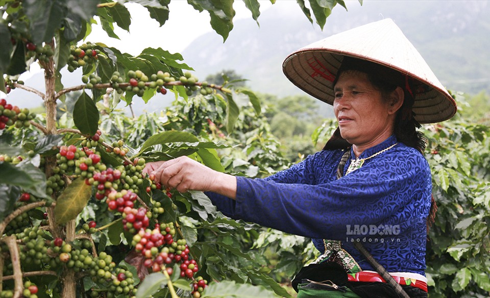 Công hái cà phê hiện nay giao động từ 2.300 - 2.600 đồng/kg.