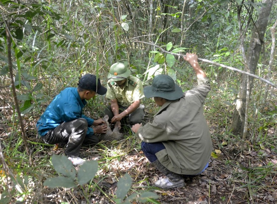 Người dân và cán bộ Vườn Quốc gia Tà Đùng giải cứu thú rừng (ảnh chụp trước 27.4.2021). Ảnh: Phan Tuấn