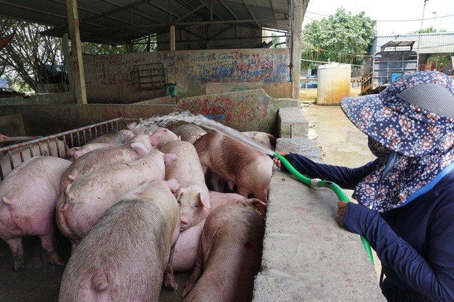 Giá thịt lợn hơi đang rơi tự do, có nơi dưới 40.000 đồng/kg. Ảnh: Thế Hưng