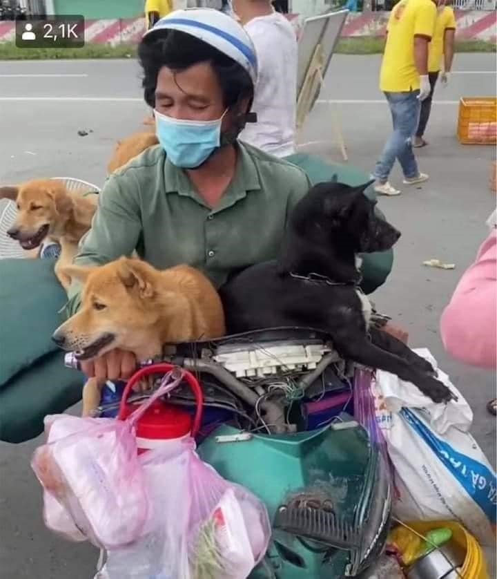 Đàn chó được vợ chồng anh H chở xe máy từ tỉnh Long An về quê tại Cà Mau. Ảnh: Cắt từ Clip.