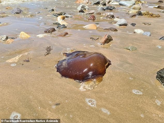 Con vật kỳ quái được phát hiện tại bãi biển Kemp ở Yeppoon.