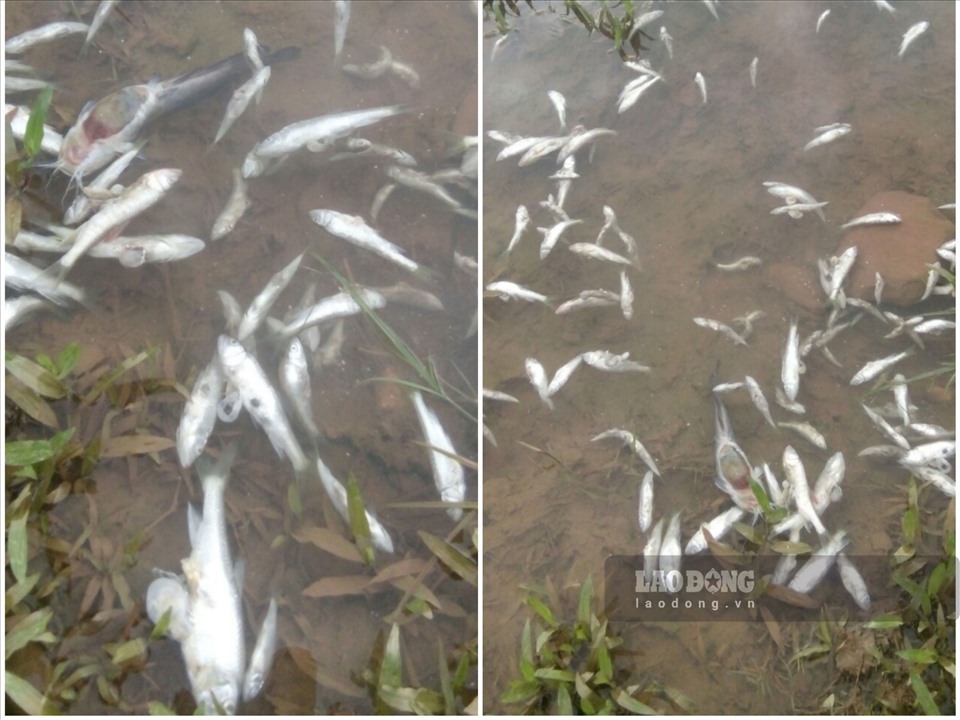 Cá chết trắng suối tại xã Dũng Phong, huyên Cao Phong tỉnh Hòa Bình. Ảnh: Trần Trọng.