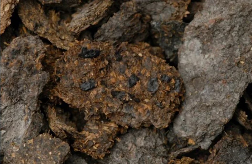 Hình ảnh do Bảo tàng Lịch sử Tự nhiên Vienna cung cấp cho thấy chất thải của con người khoảng 2.700 năm từ mỏ muối Hallstatt trong đó có thể nhìn thấy rõ các loại đậu, kê và đại mạch. Ảnh: AFP