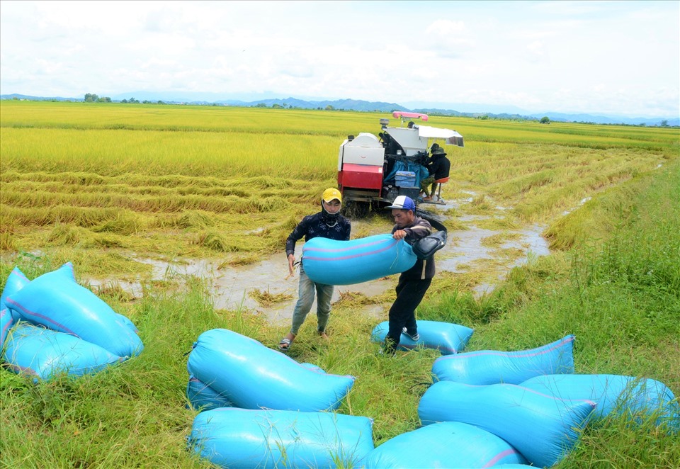 Lúa sau khi gặt được các thương lái thu mua tại chân ruộng với giá khoảng từ 7.300 - 8,500 đồng/kg.