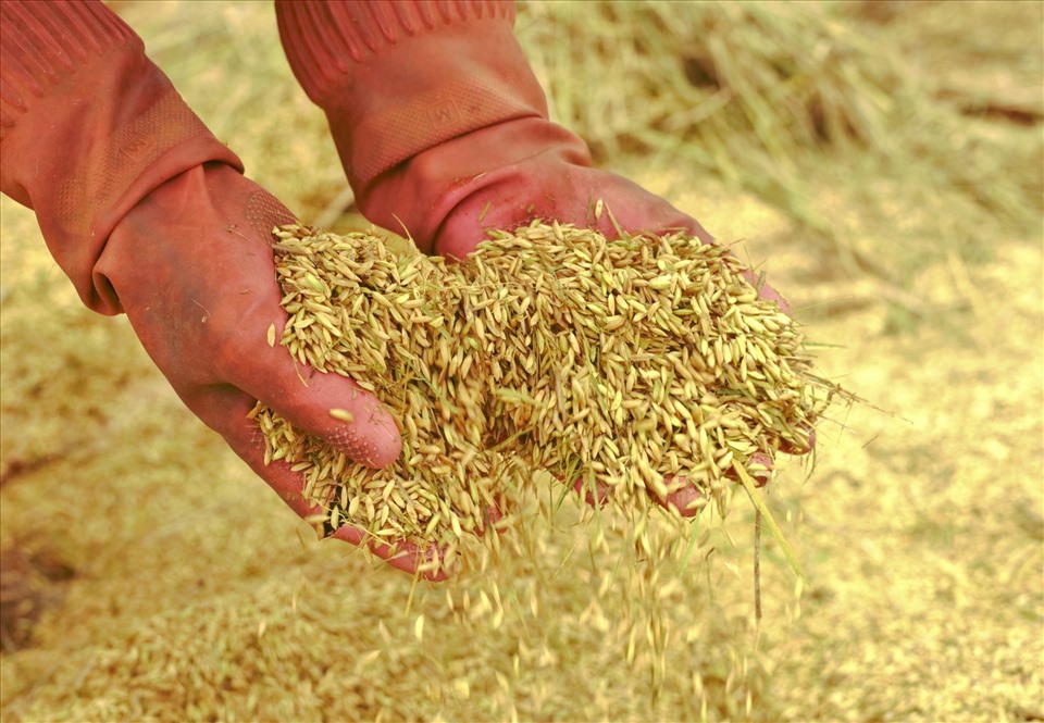 Năm nay, thận lợi về thời tiết nên vựa lúa lớn nhất Tây Nguyên vừa được mùa, được giá.