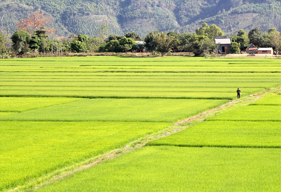 Cánh đồng lúa xã Buôn Chóah, huyện Krông Nô (tỉnh Đắk Nông) rông khoảng 700ha, được xem là vựa lúa lớn nhất Tây Nguyên hiện nay.