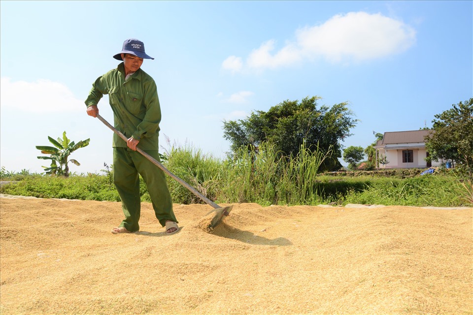 Giống lúa ST24 , ST25 ngon nhất thế giới được nhiều người dân Buôn Chóah lựa chọn sản xuất với diện tích lớn.