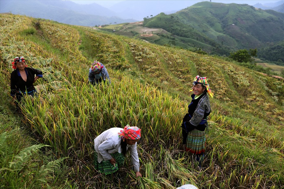 Ngay từ sáng sớm, đồng bào Mông ở Khe Táu đã gọi nhau ra đồng gặt lúa. Năm nay, thời tiết thuận lợi, cây lúa không bị sâu bệnh đem về một mùa vàng bội thu cho người dân.