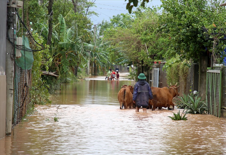 Một con đường liên thôn ở xã Triệu Đông, huyện Triệu Phong bị ngập nước. Vào ngày hôm qua, khi nước có dấu hiệu dâng lên, người đàn ông này phải sơ tán đàn bò lên đến nơi cao. Đến chiều 18.10, thấy nước có dấu hiệu rút nên mới dám lùa bò về chuồng.