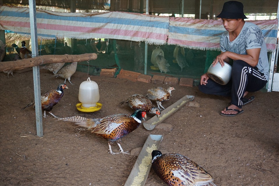 Đoàn viên, thanh niên huyện Bến Cầu tham quan mô hình Trang trại chăn nuôi  Chim Trĩ tại Lợi Thuận