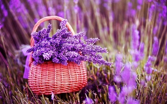 Hoa Lavender biểu tượng cho may mắn, thành đạt.